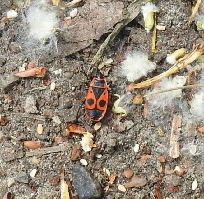 Pyrrhocoris apterus - verőköltő poloska