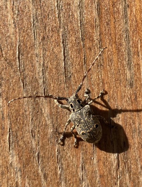 Mesosa curculionoides - szemfoltos cincér