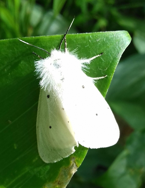 Diaphora mendica - felemás medvelepke