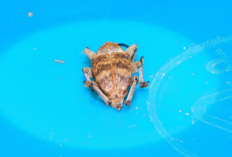 Curculio venosus - tarajos zsuzsóka