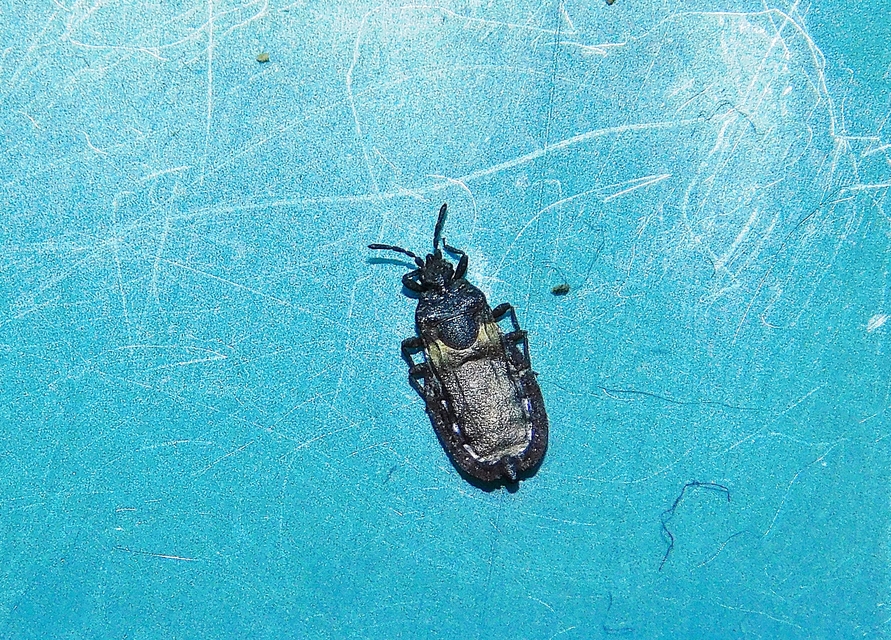 Aneurus