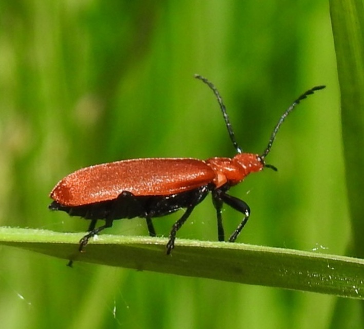 Pyrochroa serraticornis - közép-bíborbogár