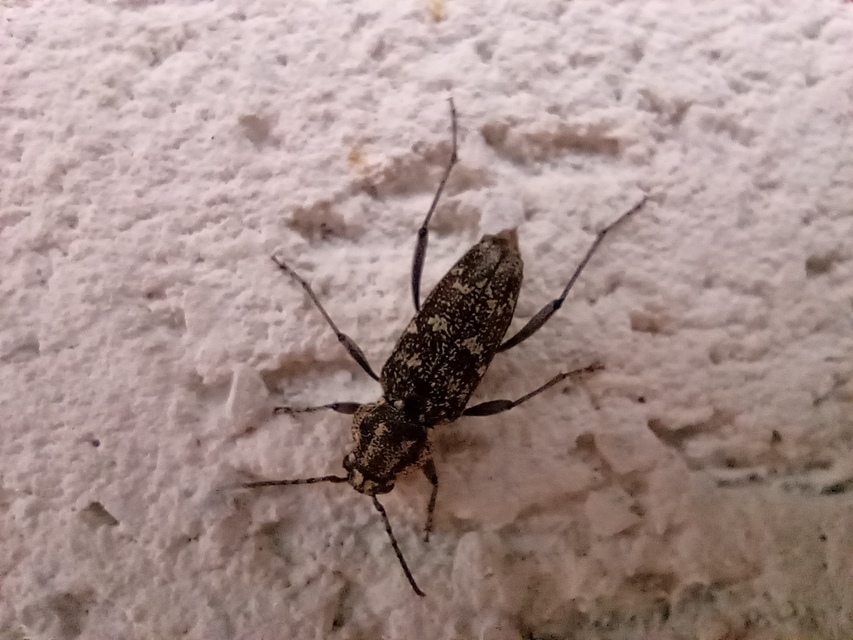 Xylotrechus rusticus - egérszínű darázscincér