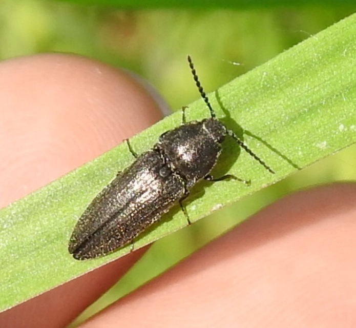 Cidnopus pilosus - szőrös pattanó