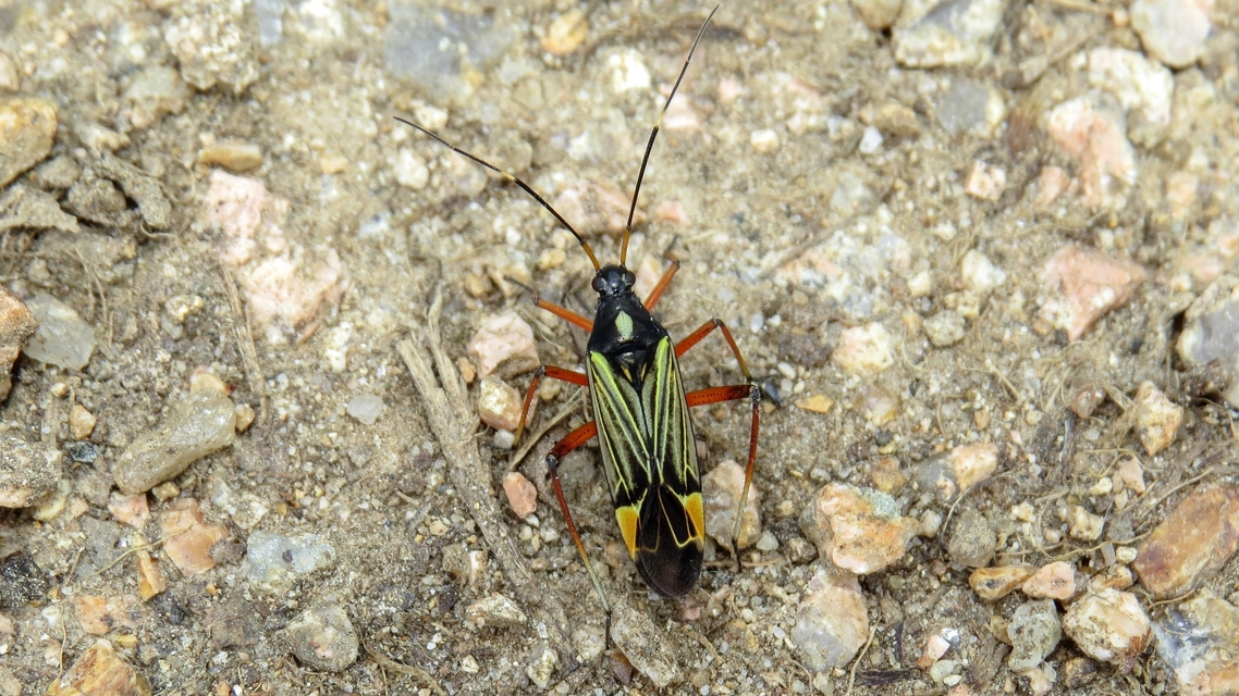 Miris striatus - sávos mezeipoloska