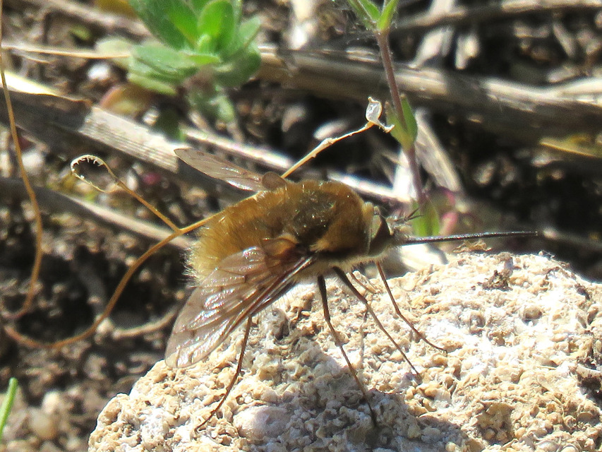 Bombylius medius - fehérfarú pöszörlégy