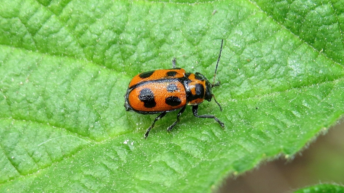 Cryptocephalus sexpunctatus - hatfoltos zömökbogár Cryptocephalus sexpunctatus - hatfoltos zömökbogár