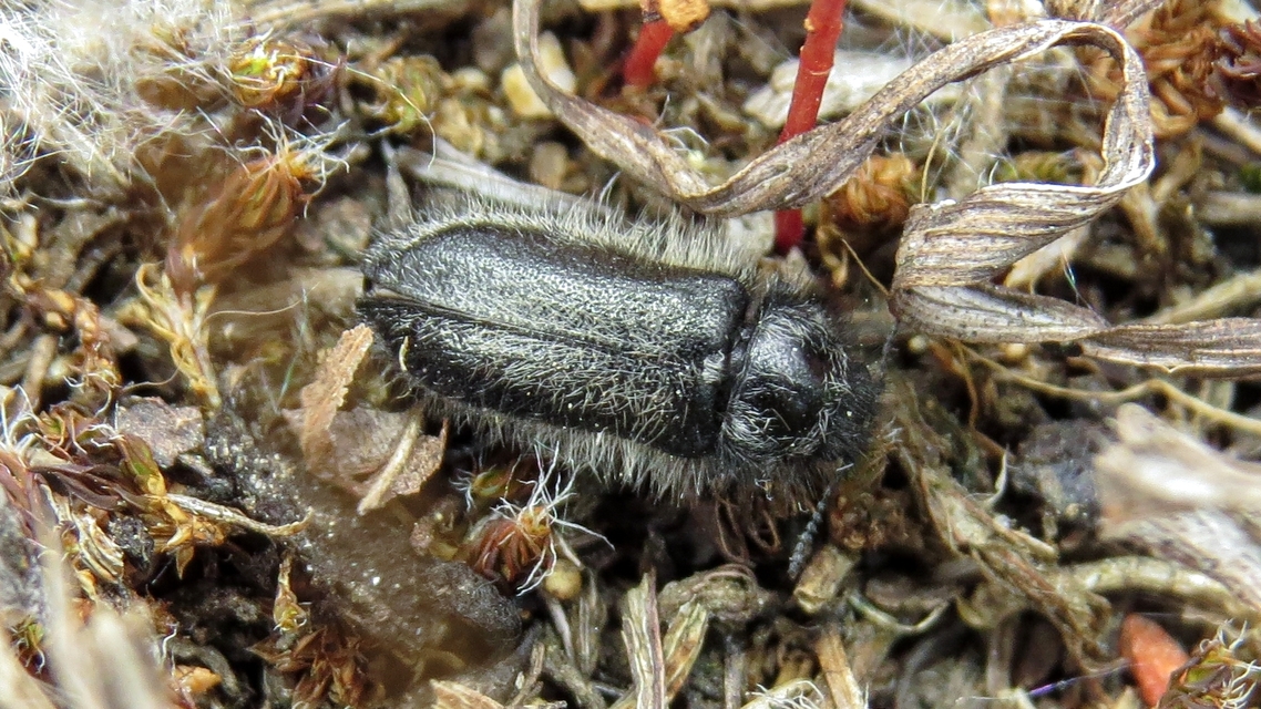 Enicopus pilosus - bundás karimásbogár