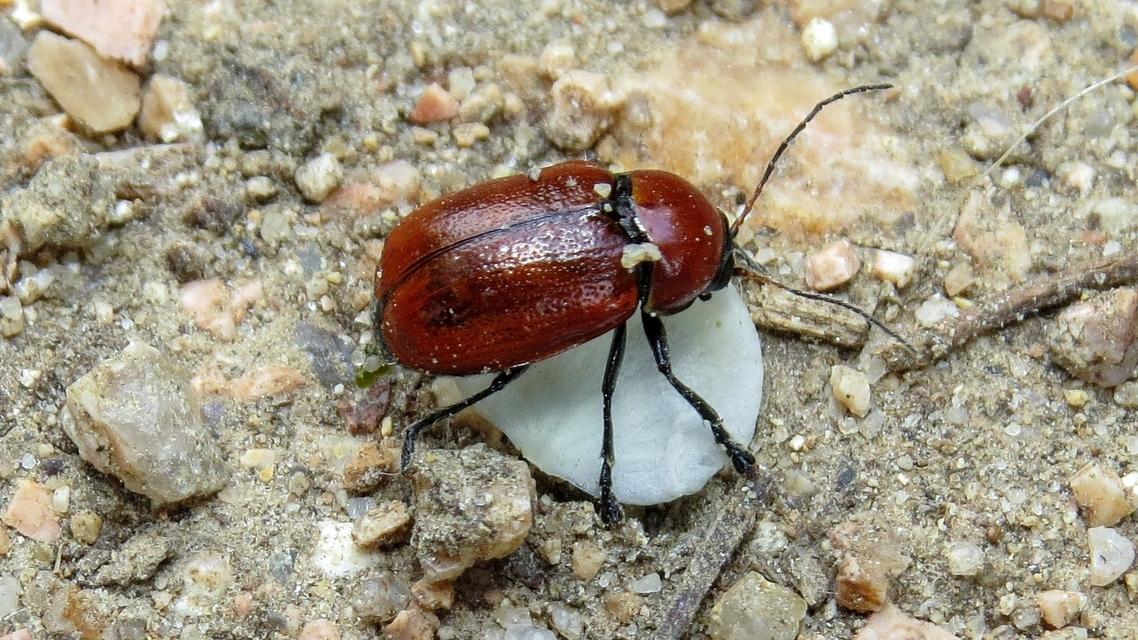 Cryptocephalus coryli - mogyoró-zömökbogár