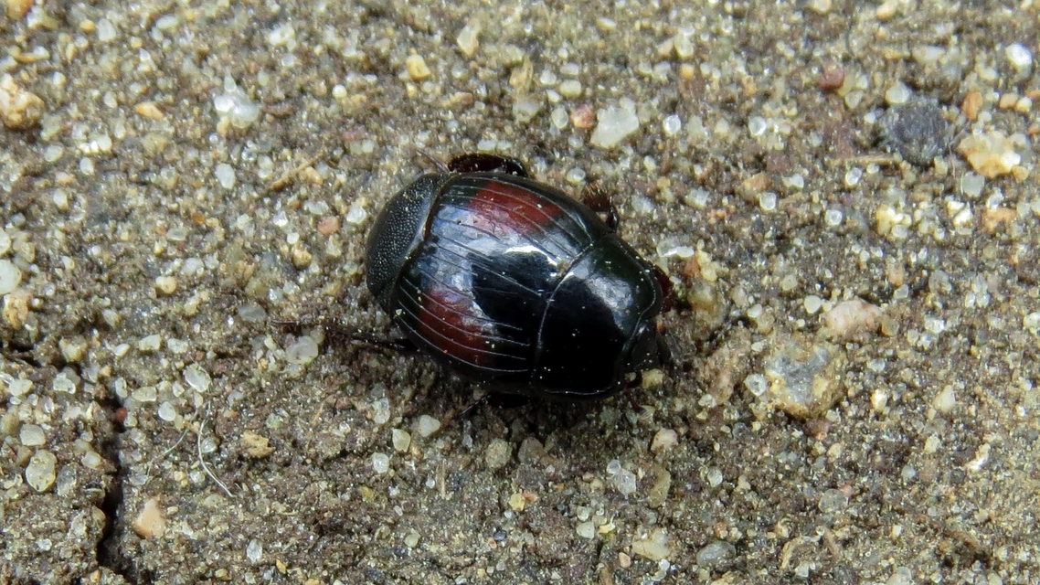 Margarinotus purpurascens - vöröslő sutabogár