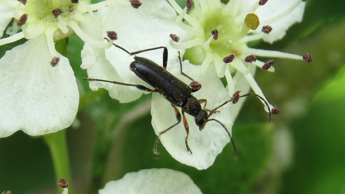 Grammoptera ruficornis - gyűrűscsápú galagonyacincér Grammoptera ruficornis - gyűrűscsápú galagonyacincér
