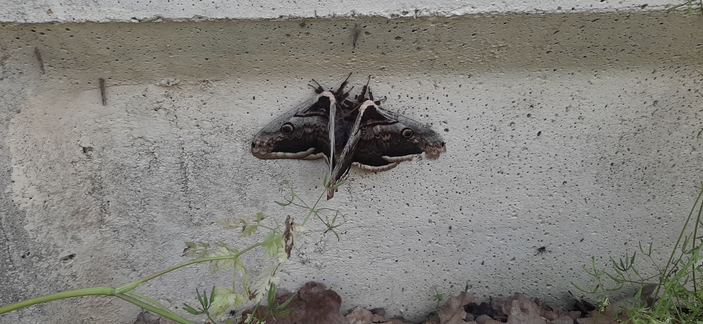Saturnia pyri - nagy pávaszem