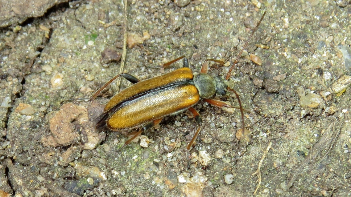 Cortodera humeralis - négyfoltos cserjecincér