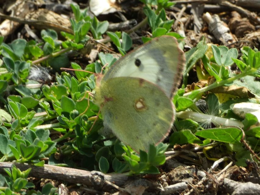 Colias hyale - kéneslepke