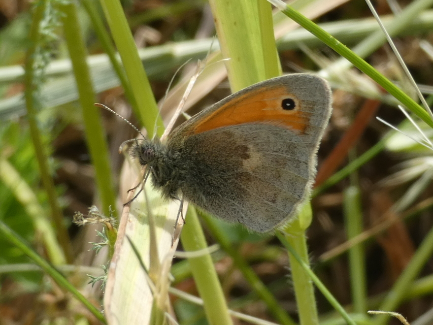Coenonympha pamphilus - kis szénalepke