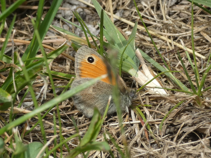 Coenonympha pamphilus - kis szénalepke