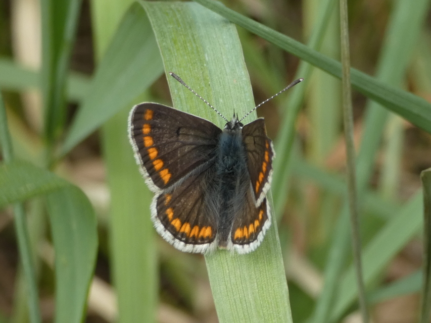 Aricia agestis - szerecsenboglárka