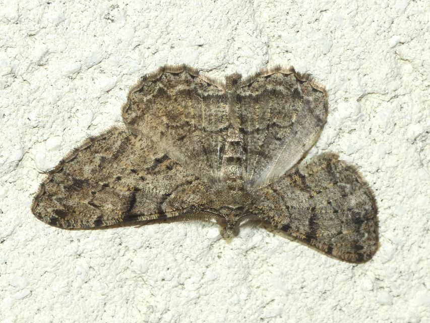 Peribatodes rhomboidaria - ékköves faaraszoló