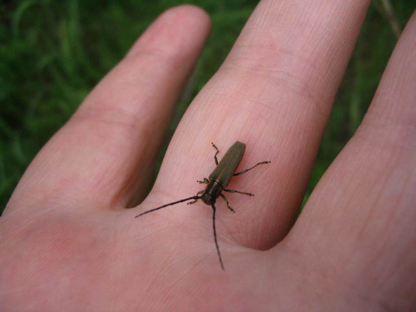 Phytoecia nigricornis - ürömcincér