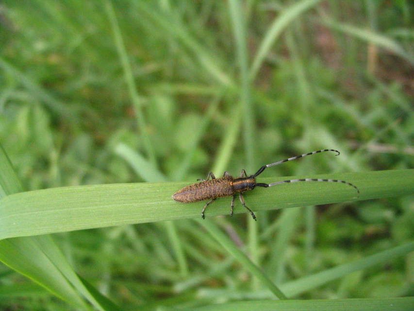 Agapanthia villosoviridescens - fehérgyűrűs bogáncscincér