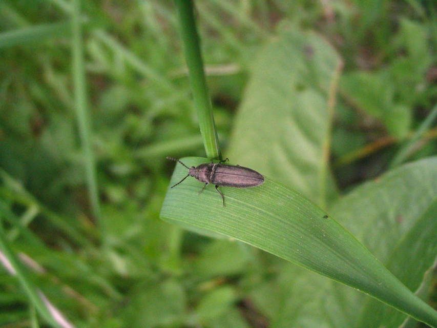 Cidnopus pilosus - szőrös pattanó