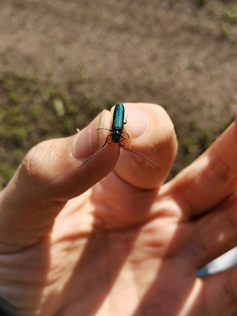 Agapanthia violacea - kék somkórócincér