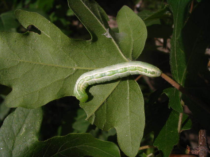 Ptilophora plumigera - tollas púposszövő