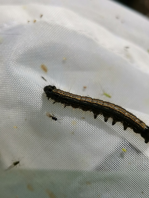 Malacosoma neustria - gyűrűsszövő