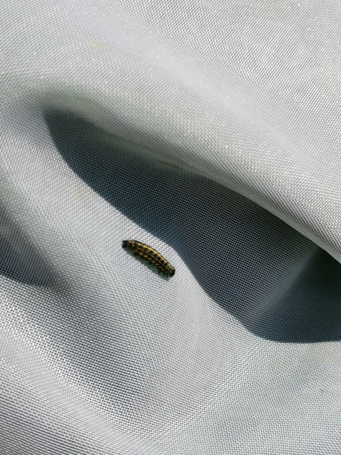 Orthosia miniosa - sárgás barkabagoly