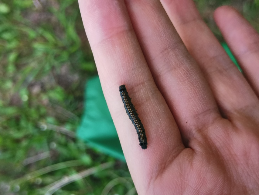Malacosoma neustria - gyűrűsszövő