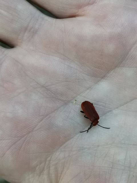 Pyrochroa serraticornis - közép-bíborbogár