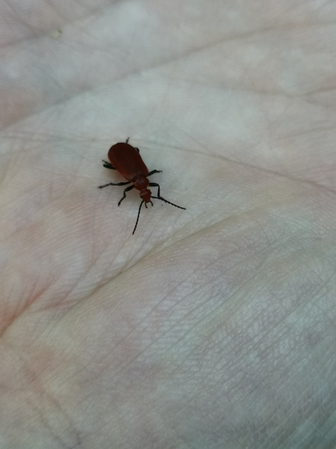 Pyrochroa serraticornis - közép-bíborbogár