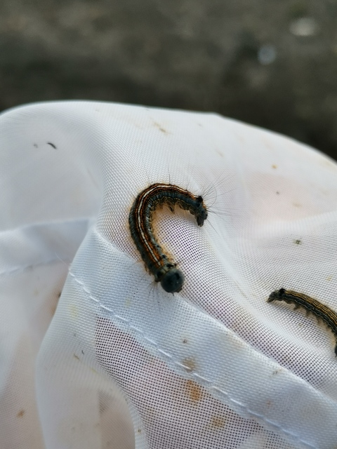 Malacosoma neustria - gyűrűsszövő