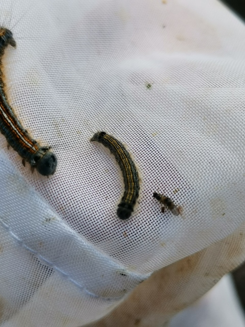 Malacosoma neustria - gyűrűsszövő
