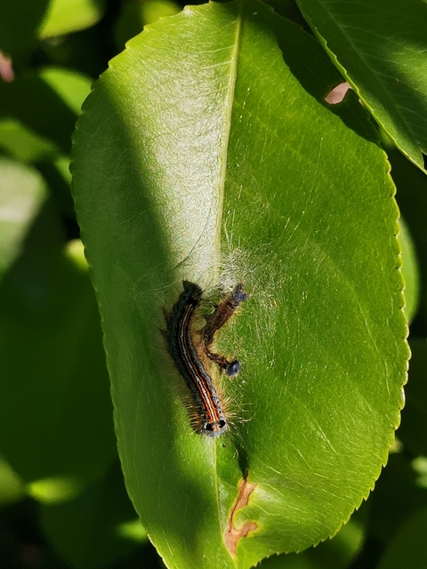Malacosoma neustria - gyűrűsszövő