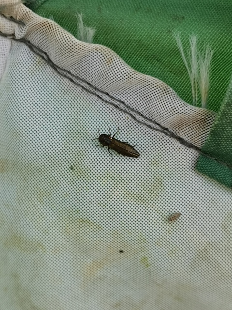 Agrilus