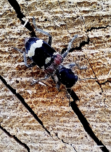 Clerus mutillarius - feketenyakú szúfarkas