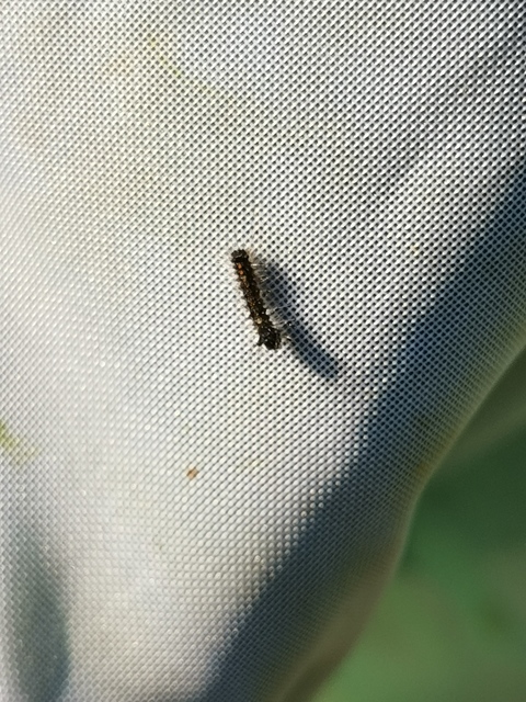 Lymantria monacha - apácalepke