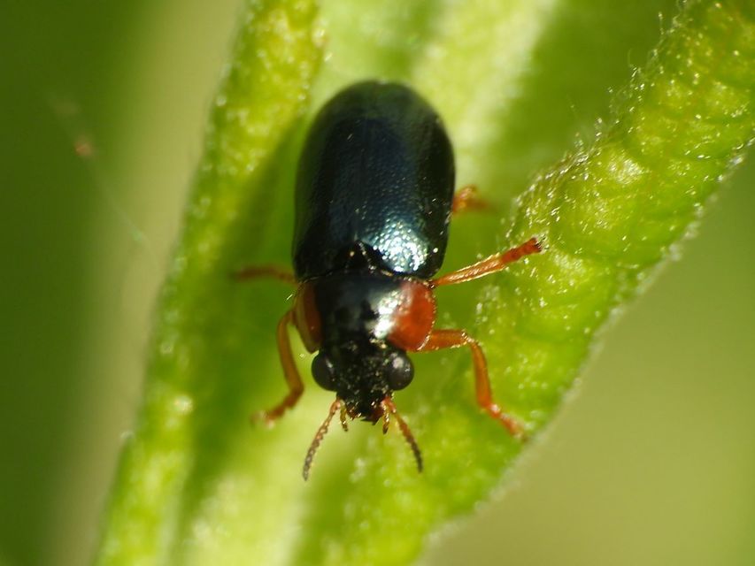 Smaragdina