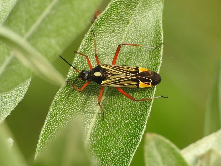 Miris striatus - sávos mezeipoloska