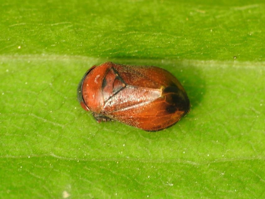 Penthimia nigra - fekete kabóca Penthimia nigra - fekete kabóca