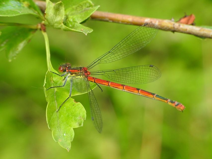 Pyrrhosoma nymphula interposita - vörös légivadász