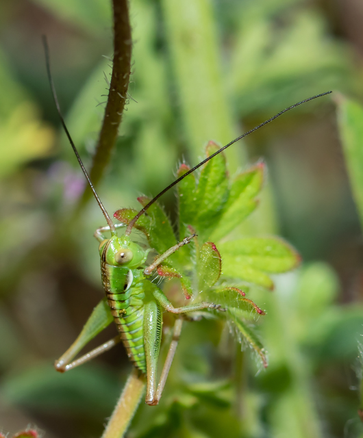 Gampsocleis glabra - tőrös szöcske
