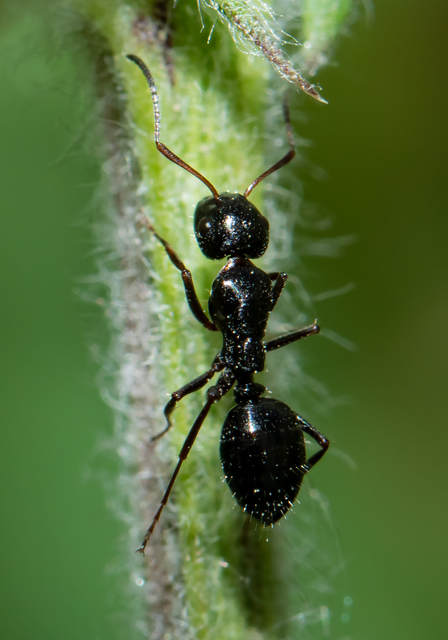 Camponotus piceus - szurkos lóhangya