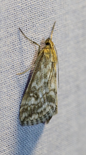 Evergestis frumentalis - tavaszi dudvamoly