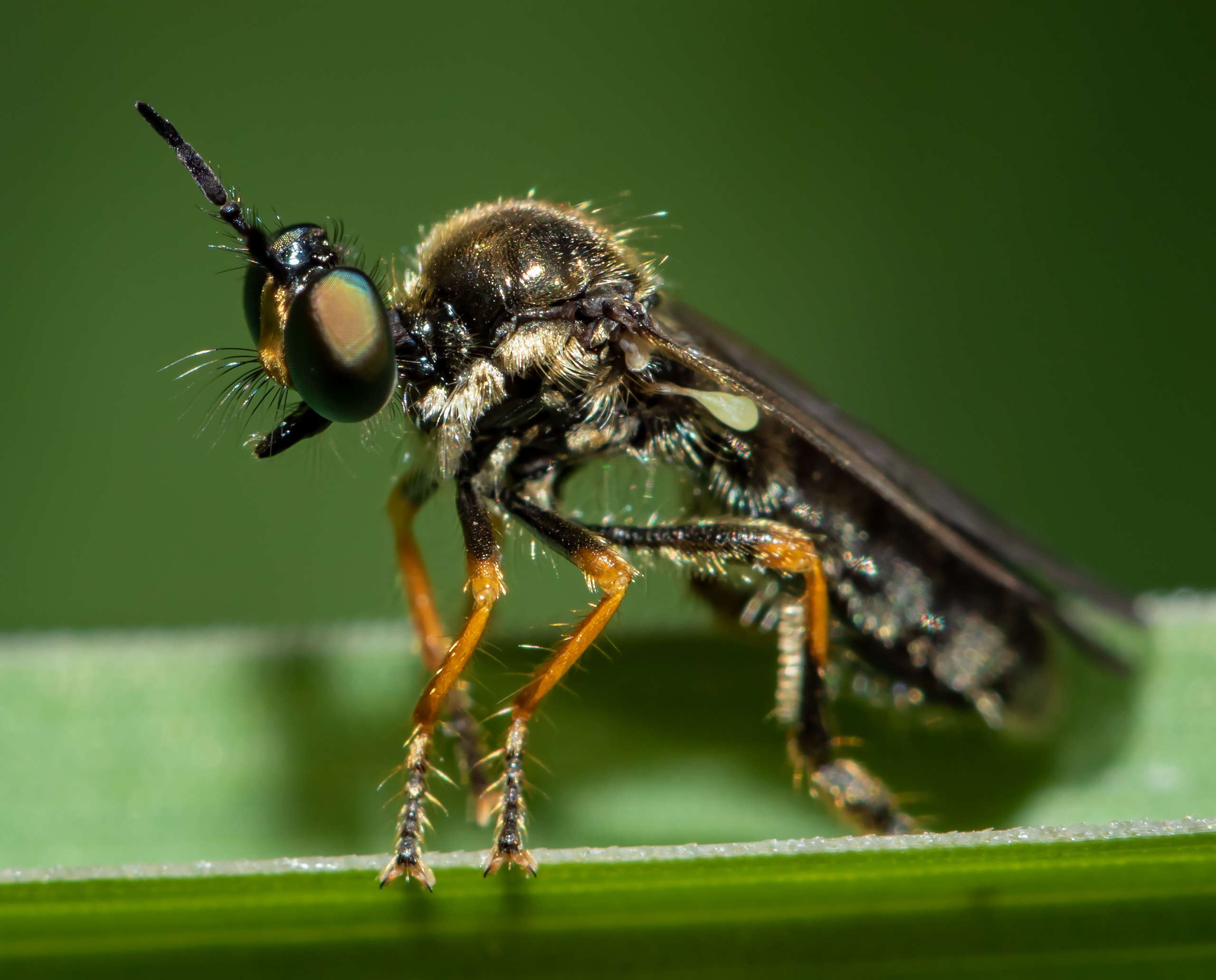 Dioctria lata