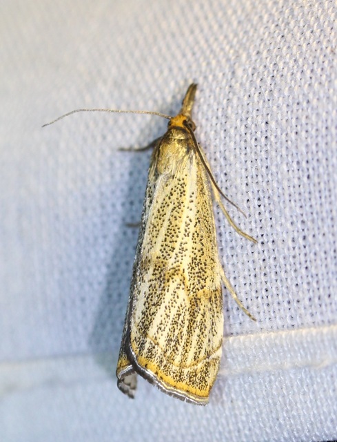 Thisanotia chrysonuchella - tavaszi fűgyökérmoly