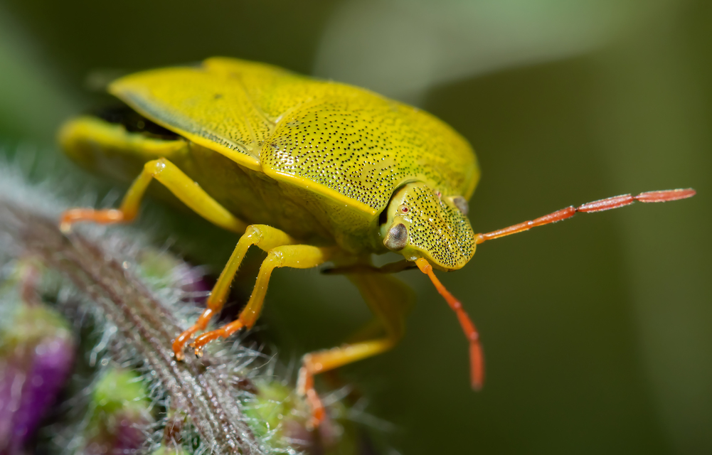 Piezodorus lituratus - bíboros címerespoloska Piezodorus lituratus - bíboros címerespoloska