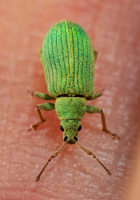 Phyllobius virideaeris - halványzöld levélormányos