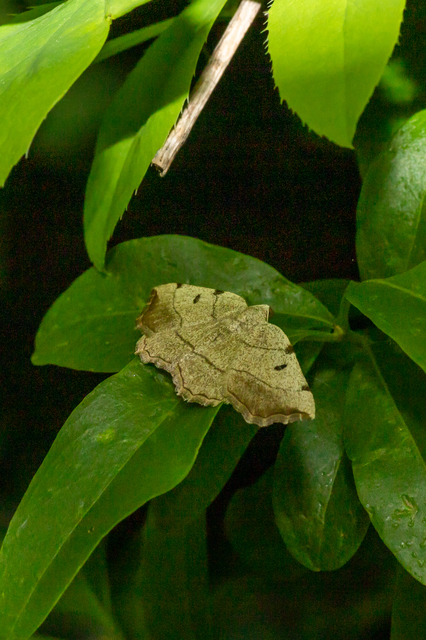 Eilicrinia trinotata - háromjegyű araszoló